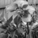 Hellebore in mono by busylady