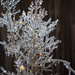 Ice on Crepe Myrtle by dkellogg
