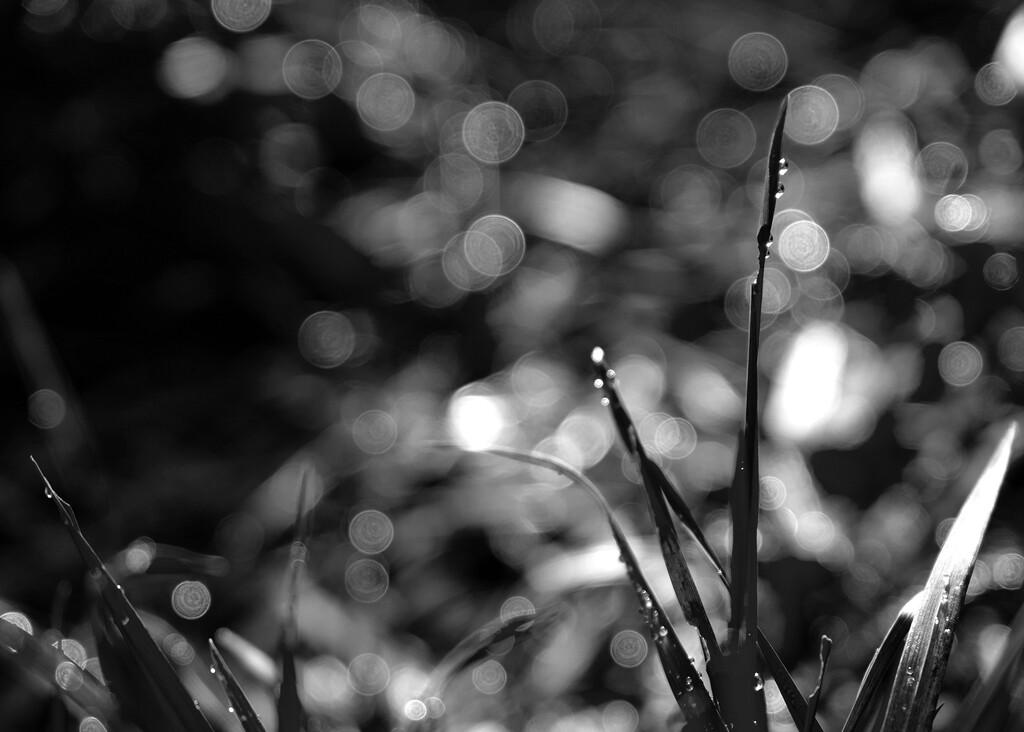 Just grass and bokeh by helenhall