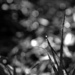 Just grass and bokeh