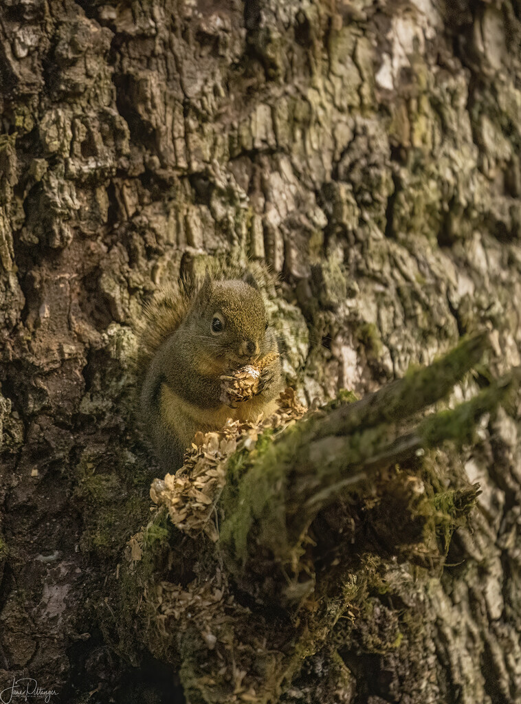 Squirrel Munching on a Pine Cone by jgpittenger