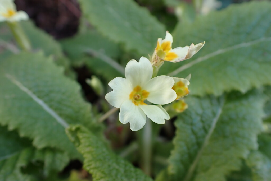 Cream Primula  by speedwell