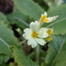 Cream Primula  by speedwell