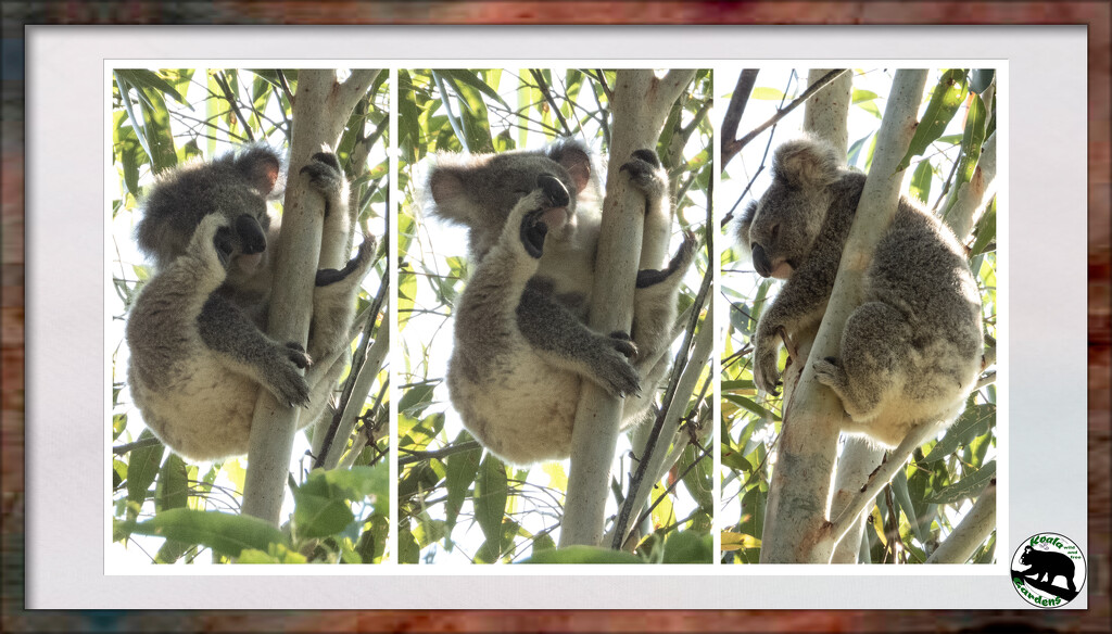 seeing triple by koalagardens