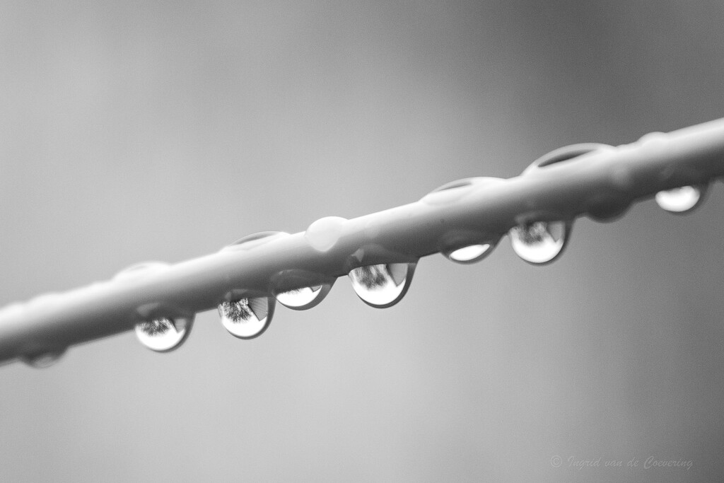 droplets...  by ingrid01