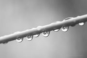 1st Feb 2023 - droplets... 