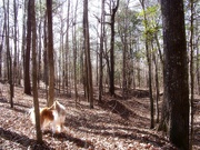 2nd Feb 2023 - Woobie in the woods...