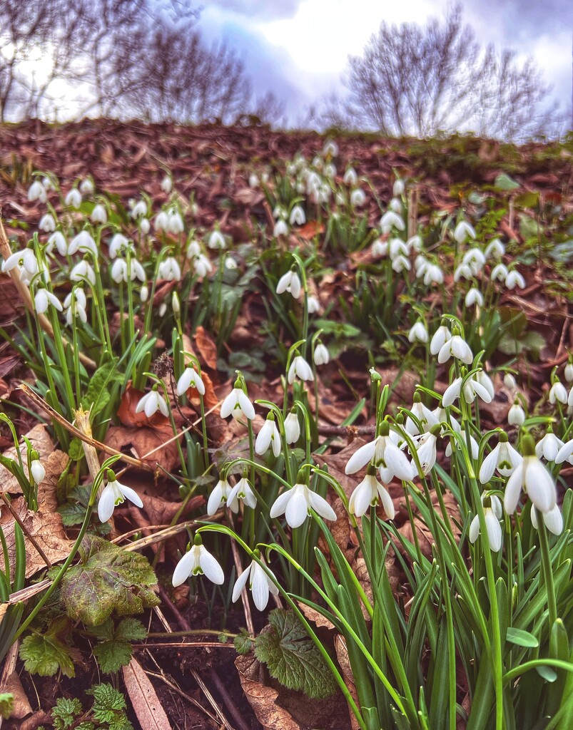 Snowdrops by tinley23
