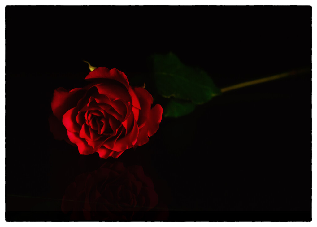 Red Rose by fbailey