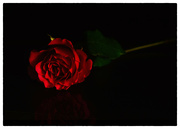 1st Feb 2023 - Red Rose