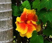 2nd Feb 2023 -  Golden Hibiscus ~