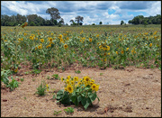 1st Feb 2023 - Sunflower field forever