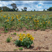Sunflower field forever by kerenmcsweeney