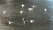 24th Jan 2023 - Gathering of the Gulls