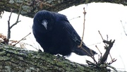 1st Feb 2023 - 31 Ice Crow