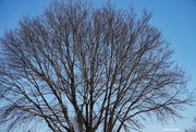 1st Feb 2023 - Bare tree blue sky