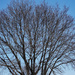 Bare tree blue sky by larrysphotos