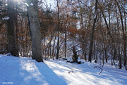 1st Feb 2023 - Cold sunny day in the woods