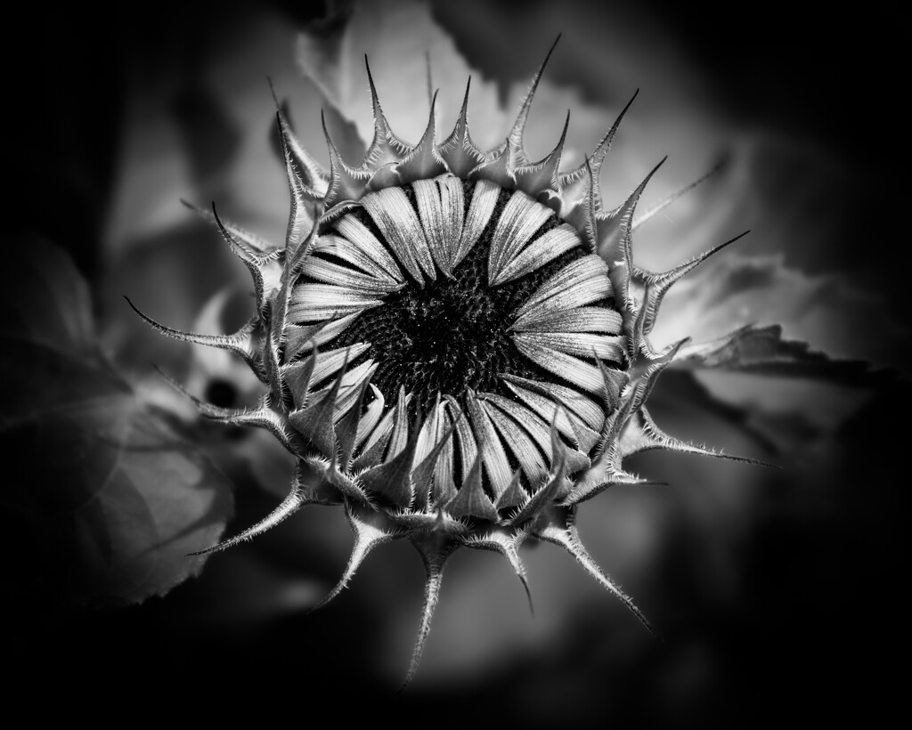 Young Sunflower by nickspicsnz
