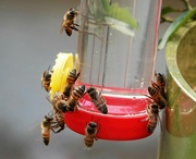 1st Feb 2023 - Bees like our hummingbird feed