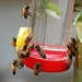 Bees like our hummingbird feed by sandlily