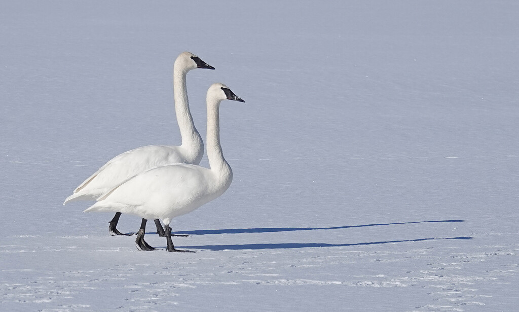 Trumpeter Swans on ice by annepann