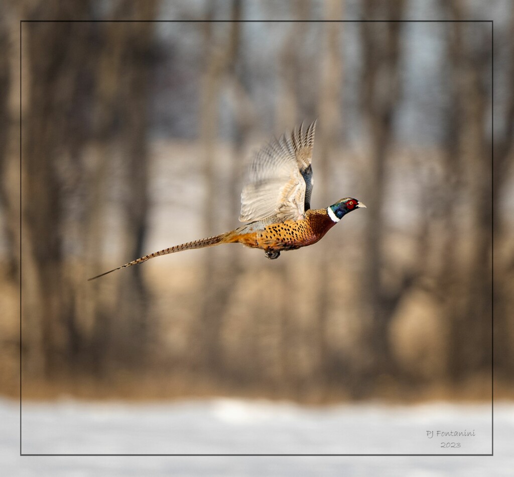 Pheasant Take Off by bluemoon