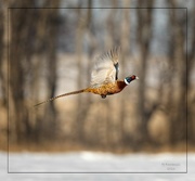 1st Feb 2023 - Pheasant Take Off