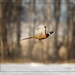 Pheasant Take Off by bluemoon