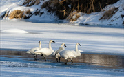 1st Feb 2023 - Swan Lake