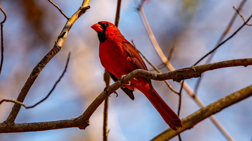Mr Cardinal! by rickster549