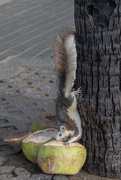 2nd Feb 2023 - Beach Road Squirrel