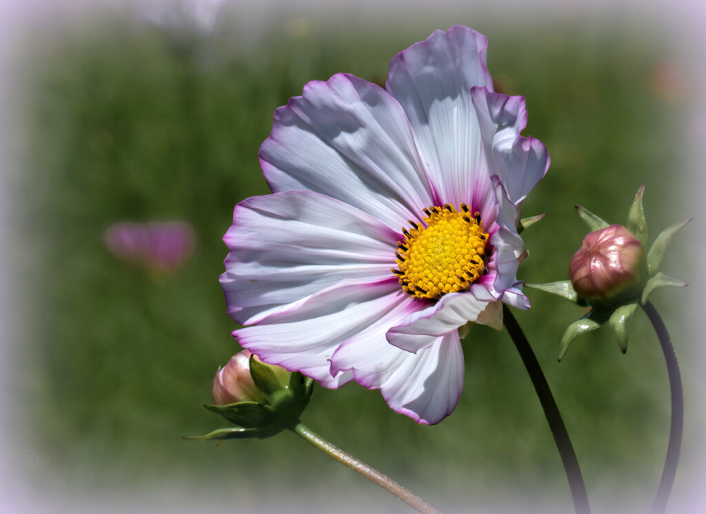 One of many cosmos by ludwigsdiana