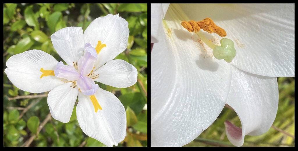 African Iris and Easter Lily.  by johnfalconer