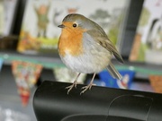 2nd Feb 2023 - Staff are in a meeting. The robin is in charge of the till. 
