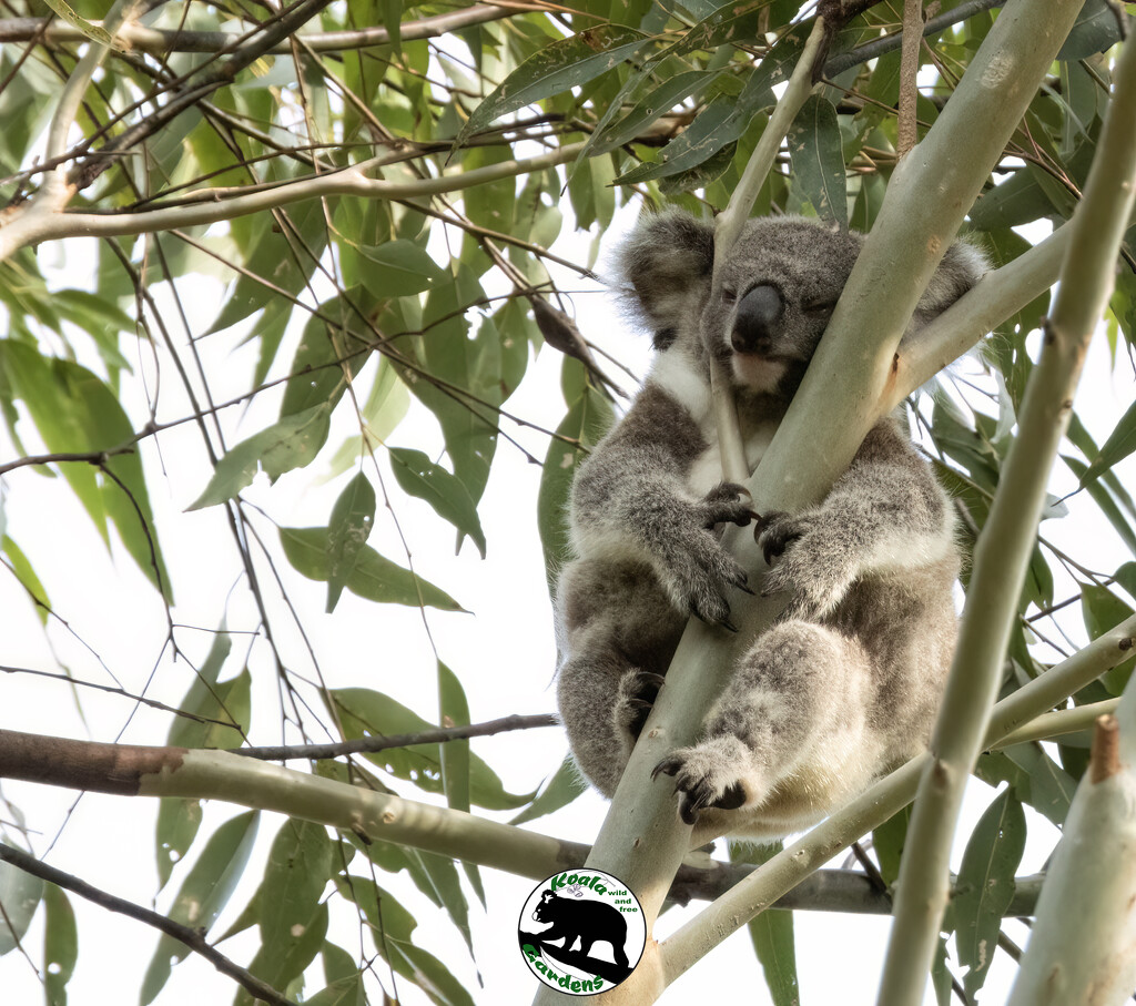 ahhh finally I can relax by koalagardens