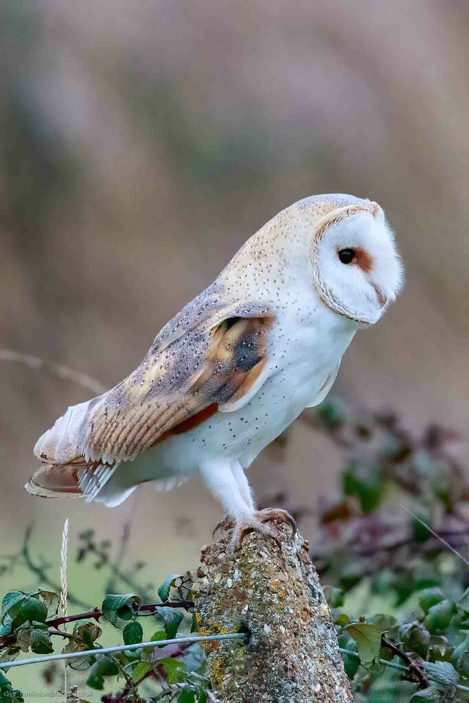 Barn Owl(female)  by padlock