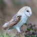 Barn Owl(female)  by padlock