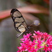 2nd Feb 2023 - Giant Glasswing Butterfly