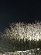 2nd Feb 2023 - Up-lighted trees. 