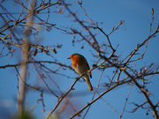 2nd Feb 2023 - Cute little Robin