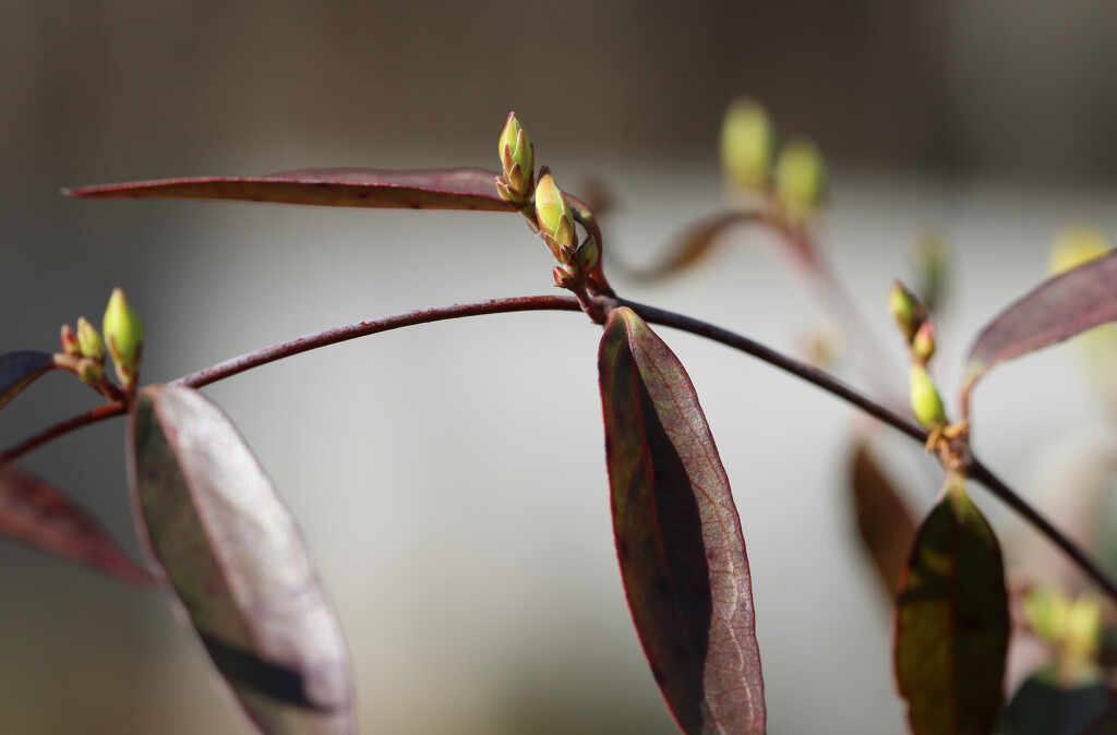 Carolina jasmine buds... by marlboromaam