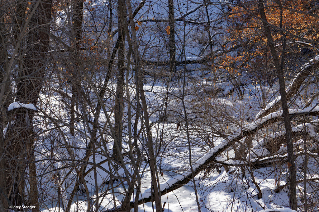 Snowy woods 1 by larrysphotos