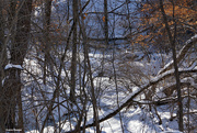2nd Feb 2023 - Snowy woods 1