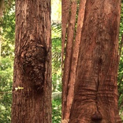3rd Feb 2023 - Trees In The Bushland Botanic Gardens ~ 