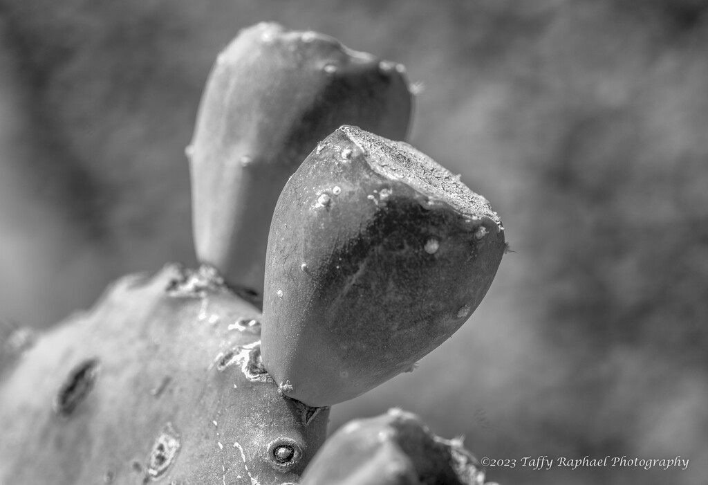 Cactus Two in B&W by taffy