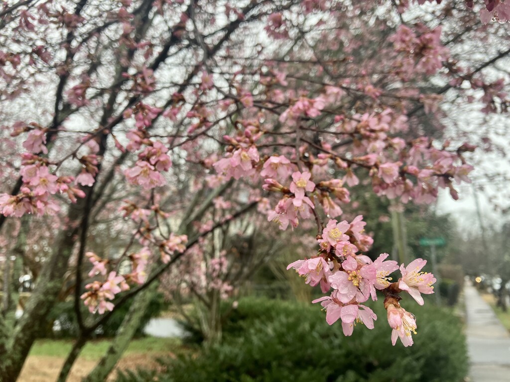 Early Springtime  by gratitudeyear