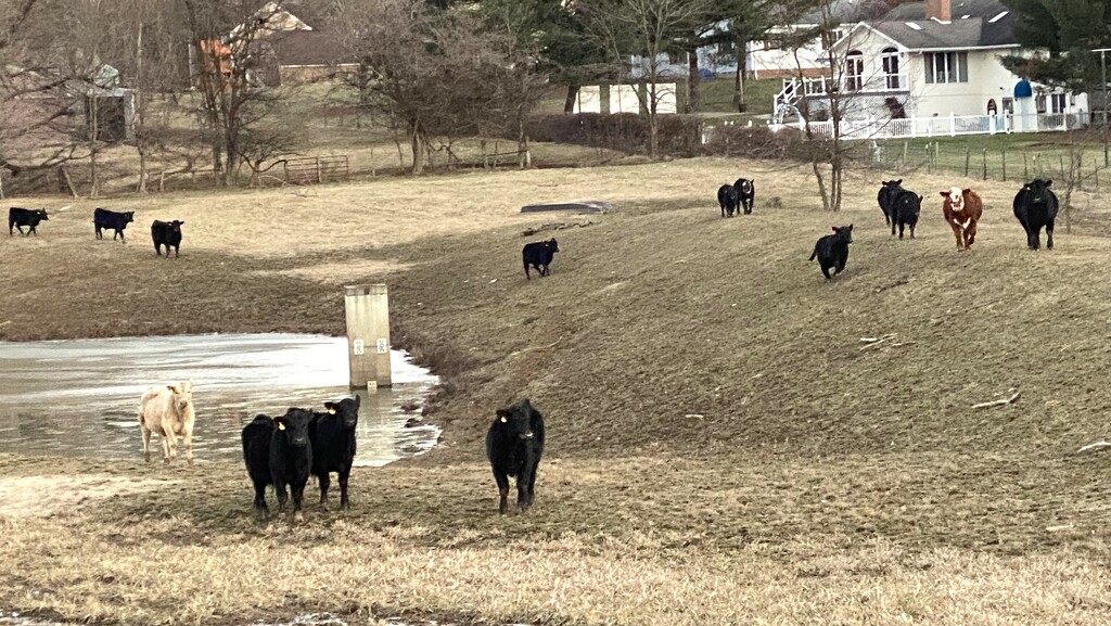 These cows were running at me -- fast by tunia