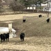 These cows were running at me -- fast by tunia
