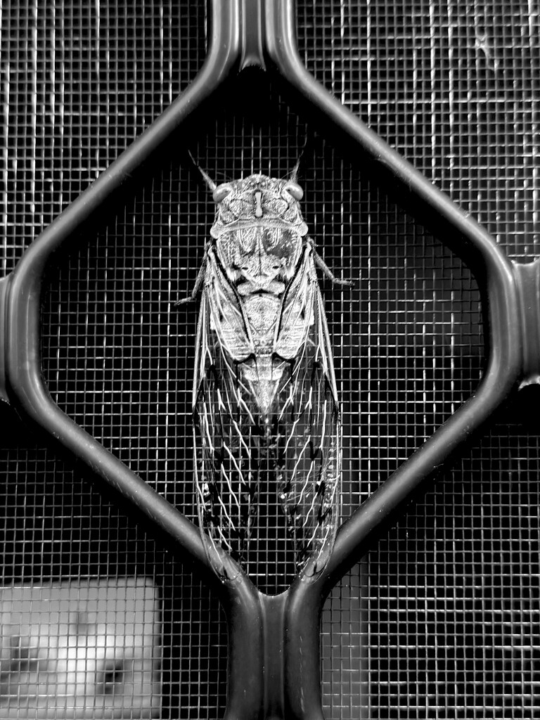 Media Savvy Cicada by mazoo
